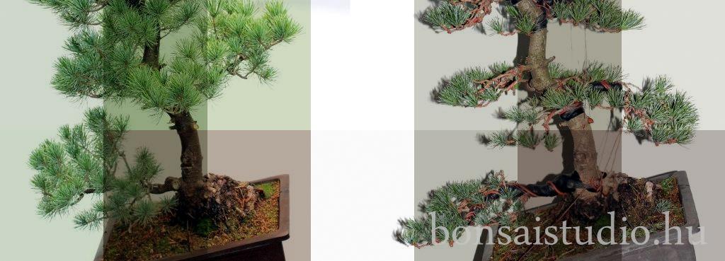 pinus parviflora fenyo bonsai elotte es utana bonsai alakitas lepesei a marczika bonsai studioban